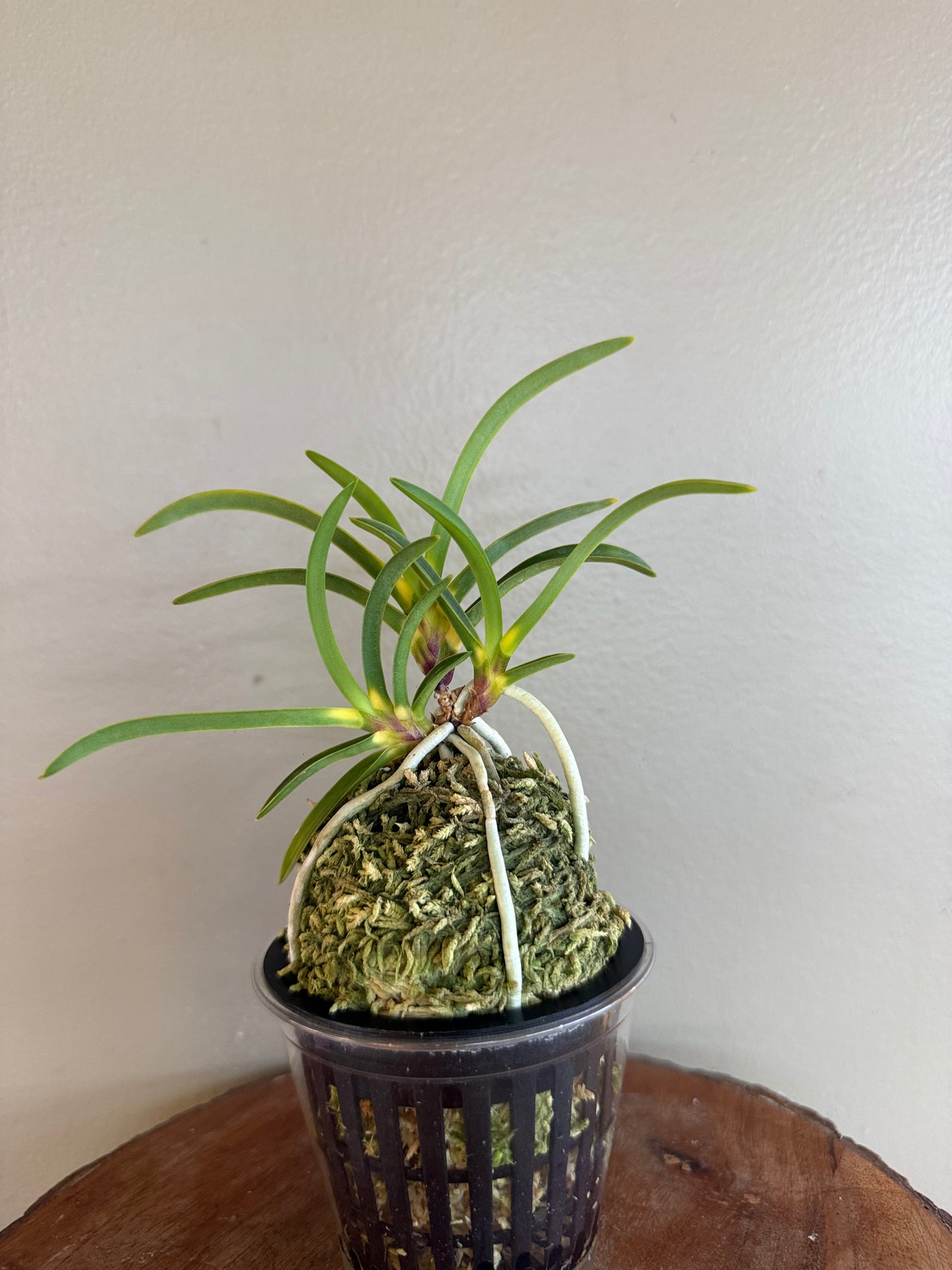 Neofinetia falcata Shingetsu 真月
