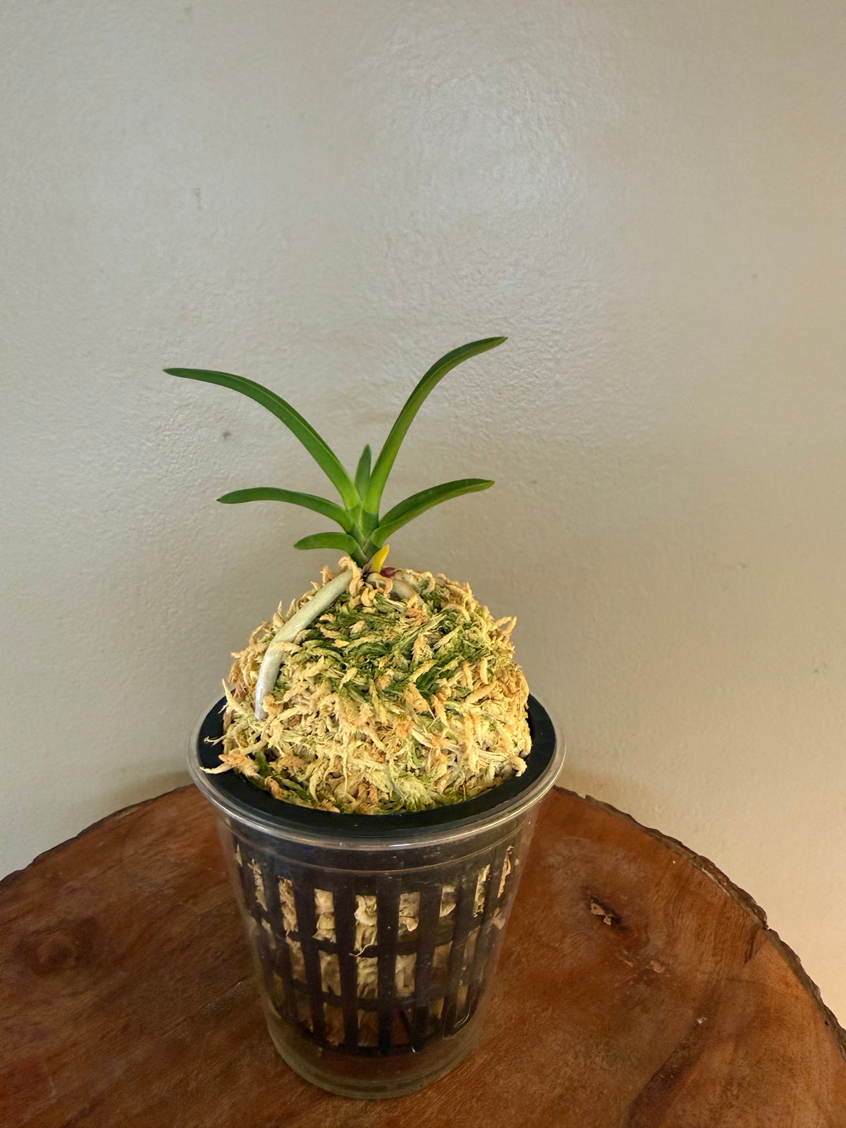 Neofinetia falcata Mangekyo 万華境