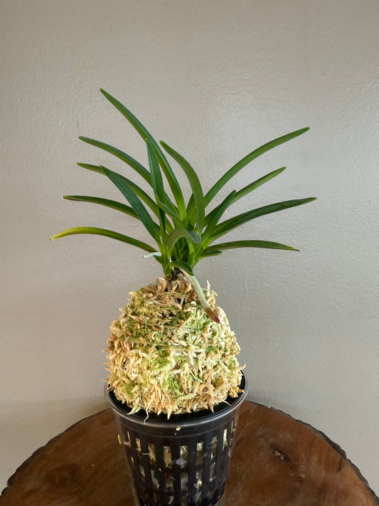 Neofinetia falcata Unhak (Unkaku) 雲鶴