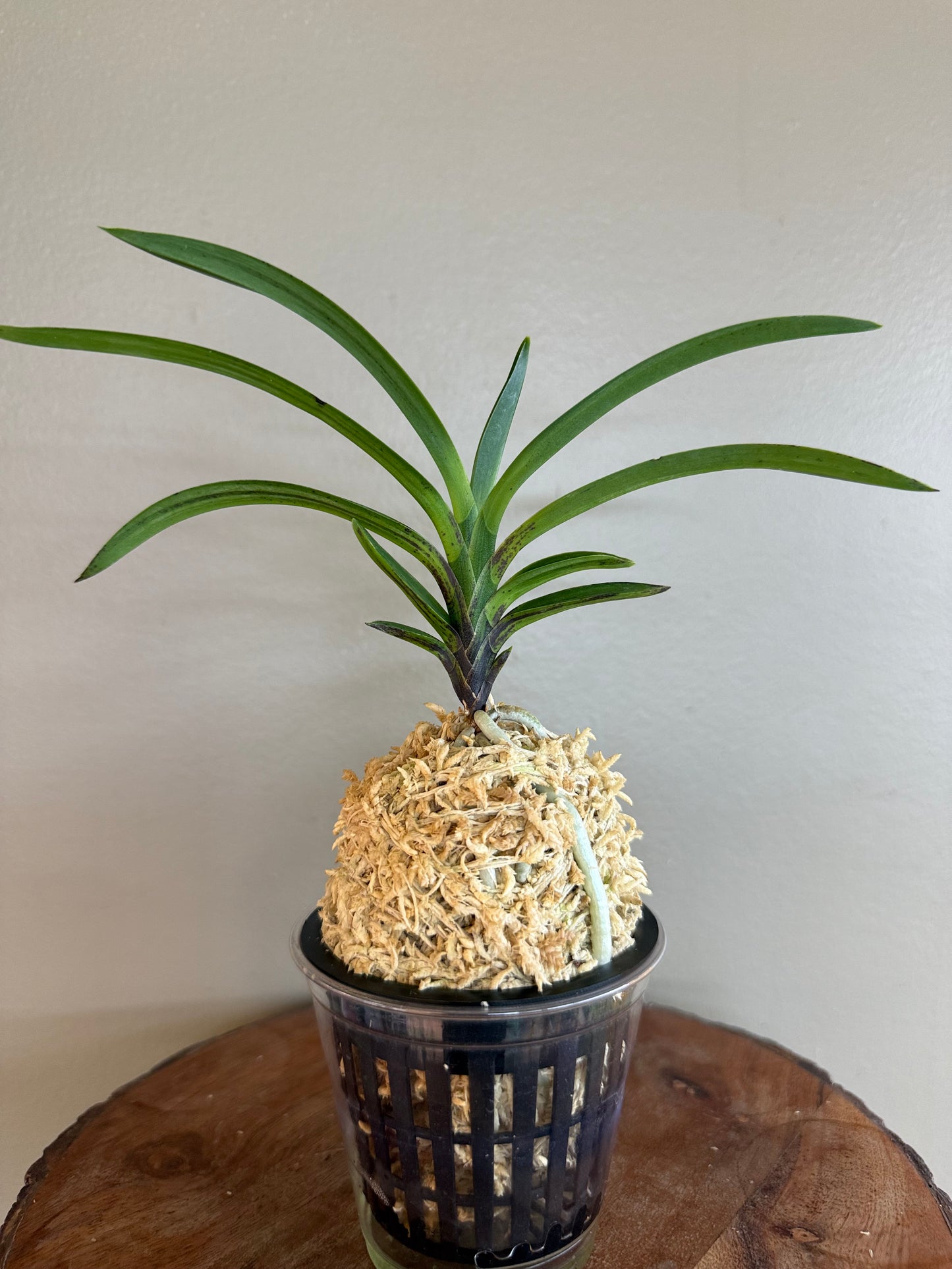 Neofinetia falcata Jinmuk 鎮墨