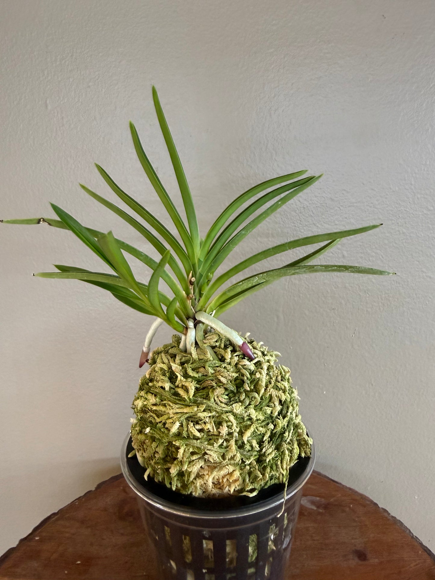 Neofinetia falcata Gongju 公主