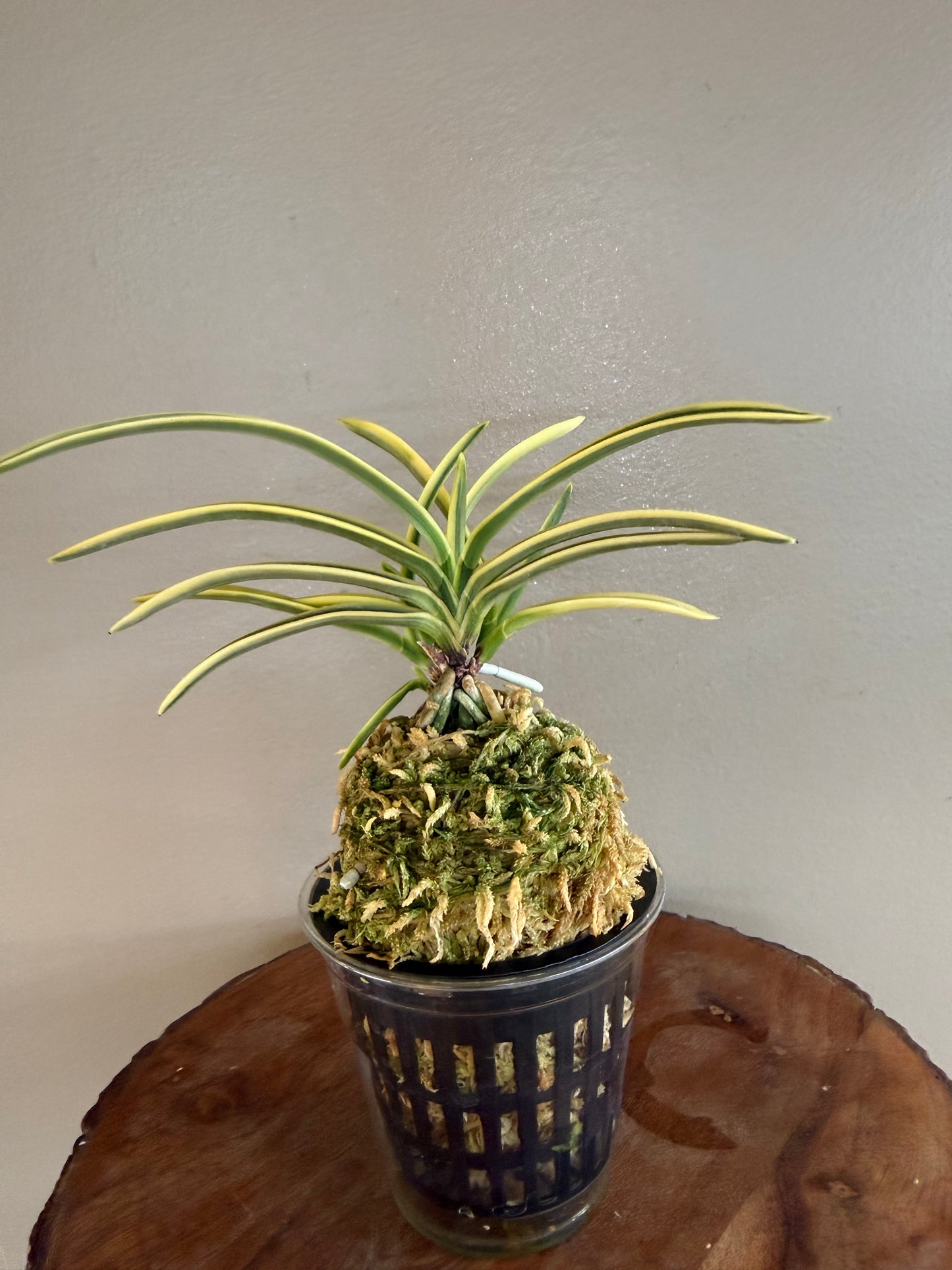 Neofinetia falcata Fukiden 富貴殿
