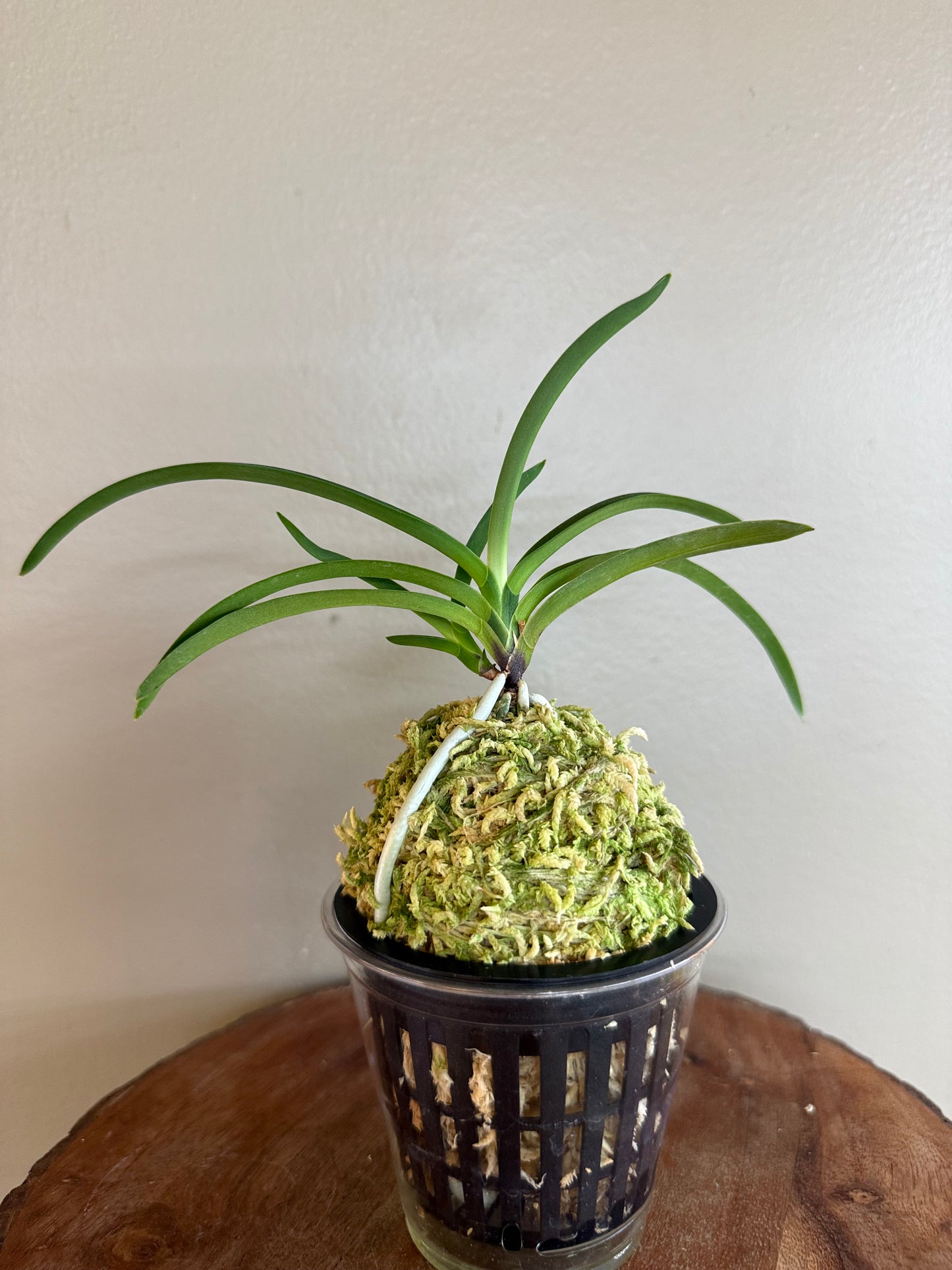 Neofinetia falcata Jangjahong 長紫紅