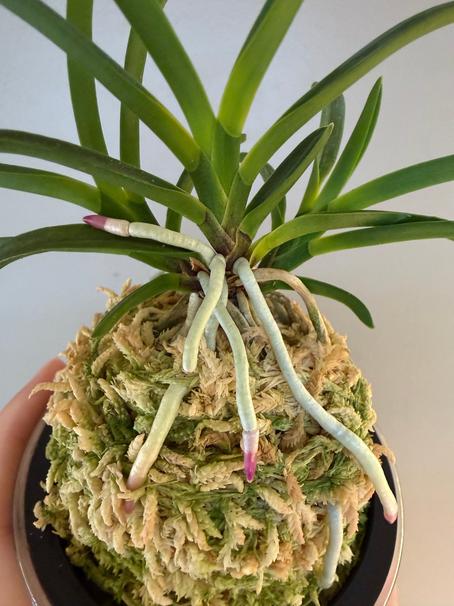 Neofinetia falcata Koukiden 晃貴殿 (Ruby root)