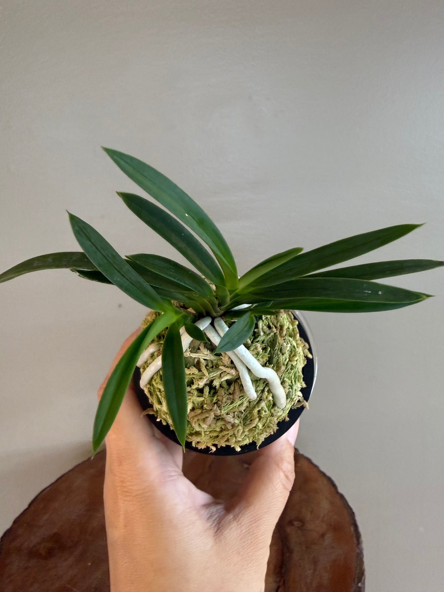 Neofinetia falcata Mangekyo 万華境