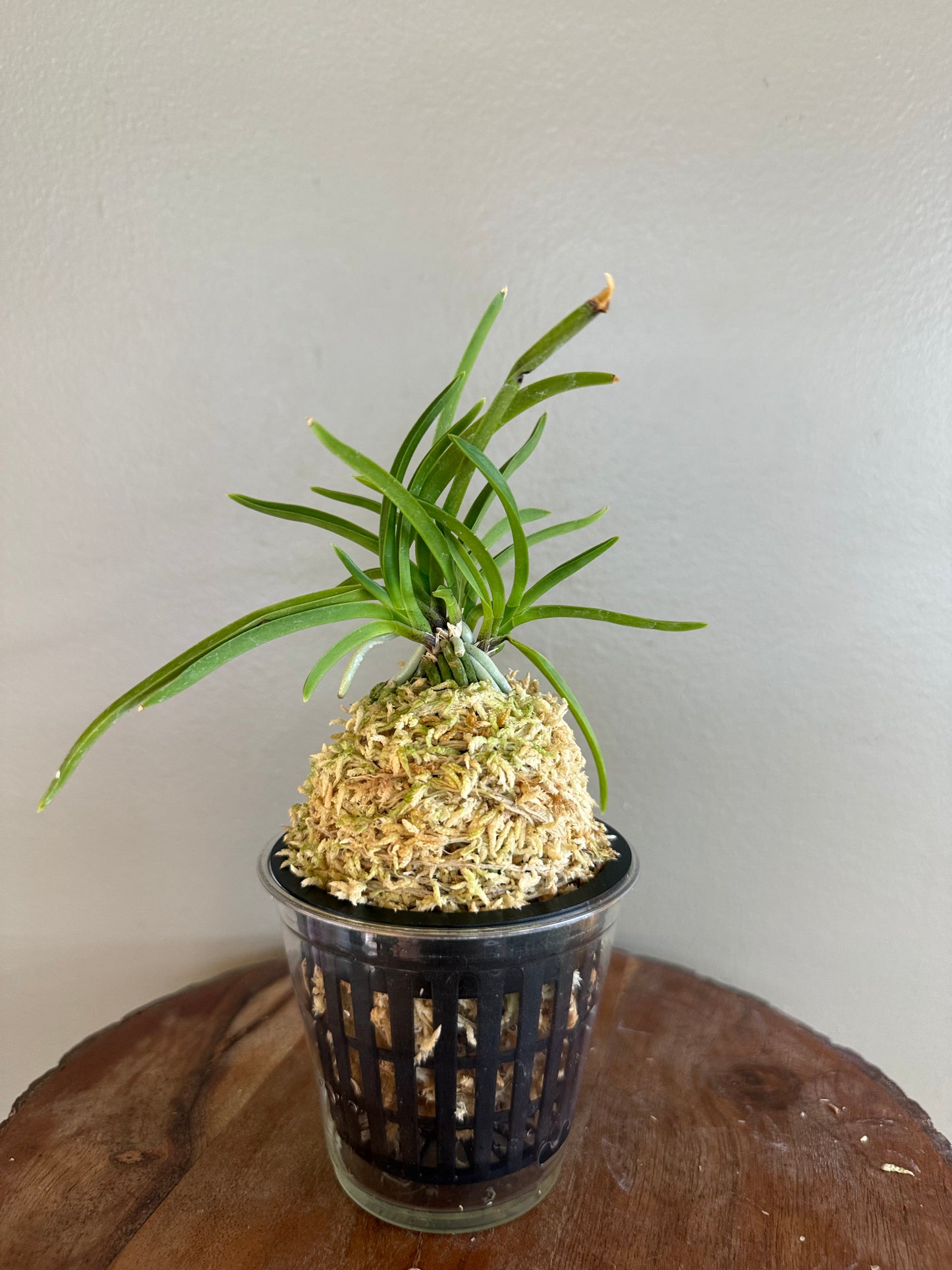 Neofinetia falcata Kibana 黃花