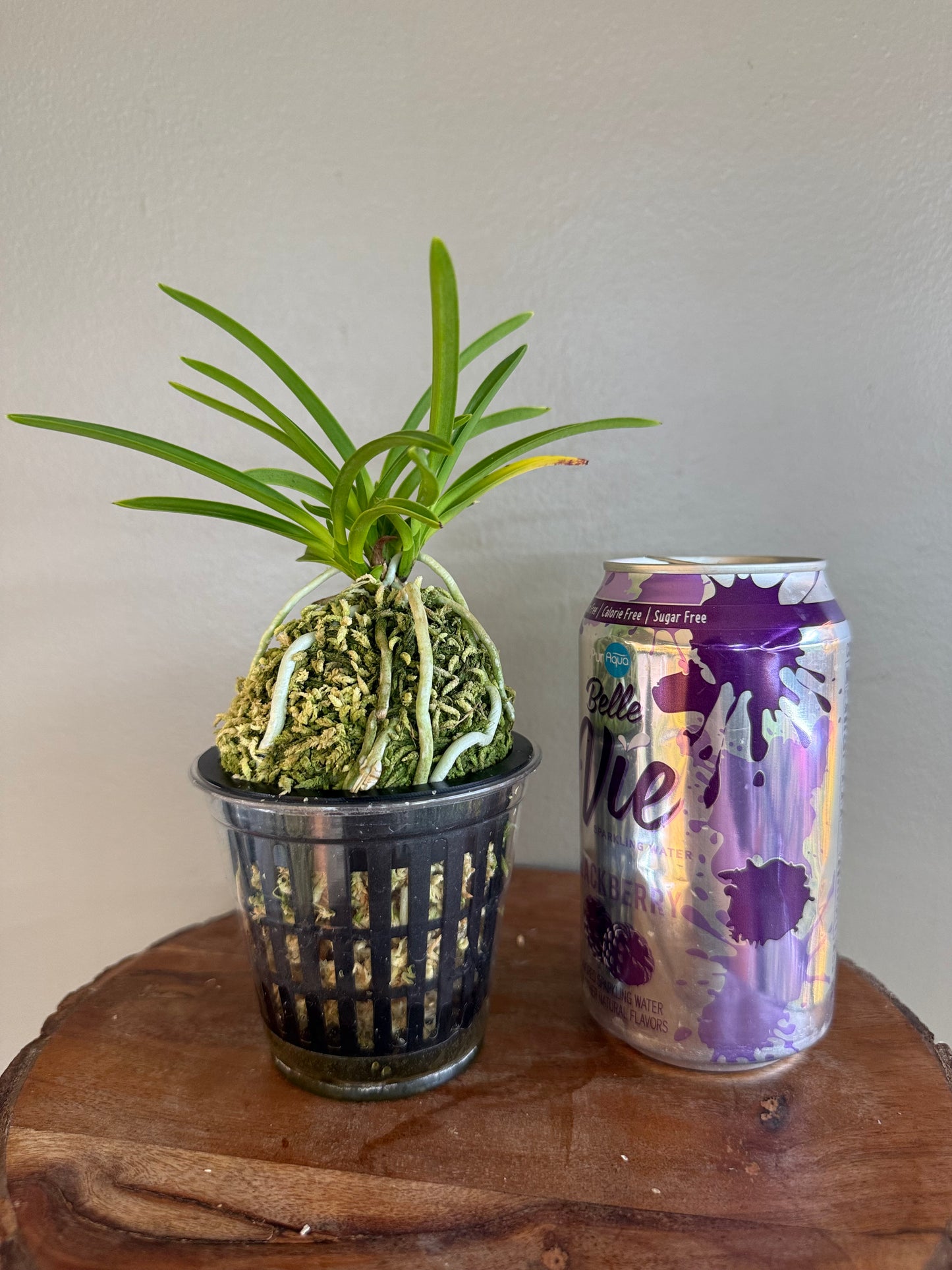 Neofinetia falcata 京美人 Kyobijin