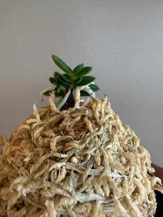 Neofinetia falcata Kotengyoku 小天玉