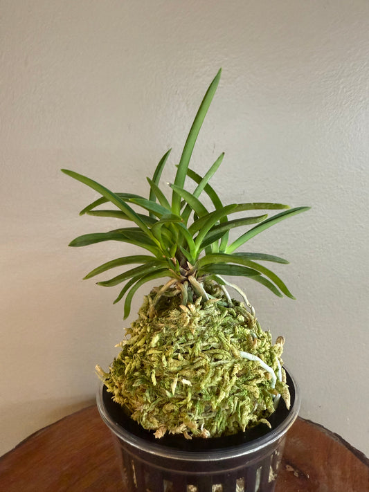 Neofinetia falcata Homeiden 豊明殿