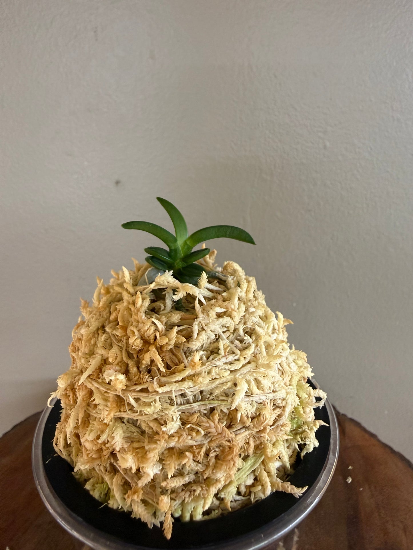Neofinetia falcata Senzai 千載