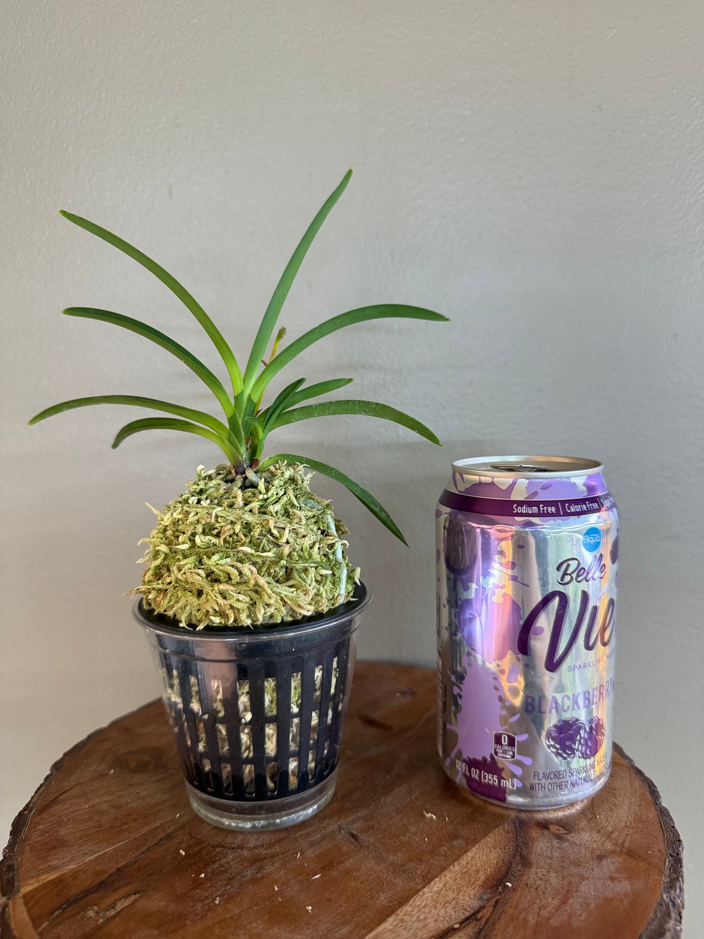 Neofinetia falcata Lavender 紫