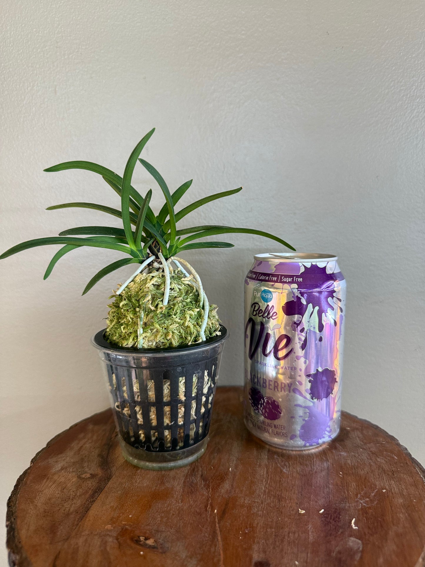 Neofinetia falcata Takaranoshi 宝熨斗