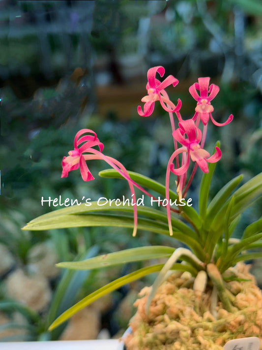 Neofinetia falcata kobai 紅梅