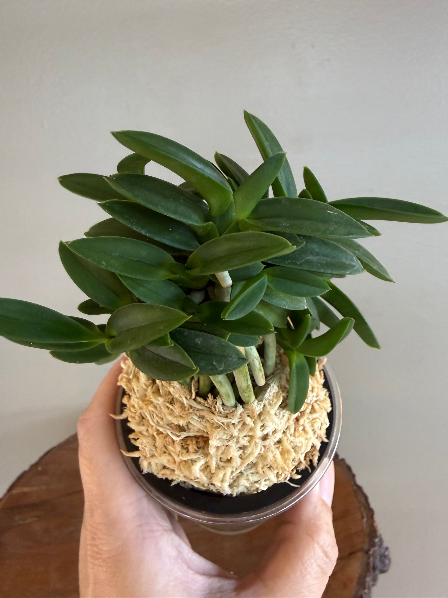 Neofinetia falcata Pungwolsan 豊月山