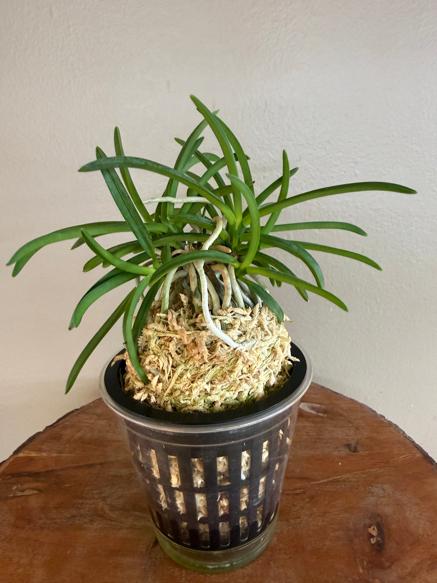 Neofinetia falcata Kishu Ryokufu 紀州綠風