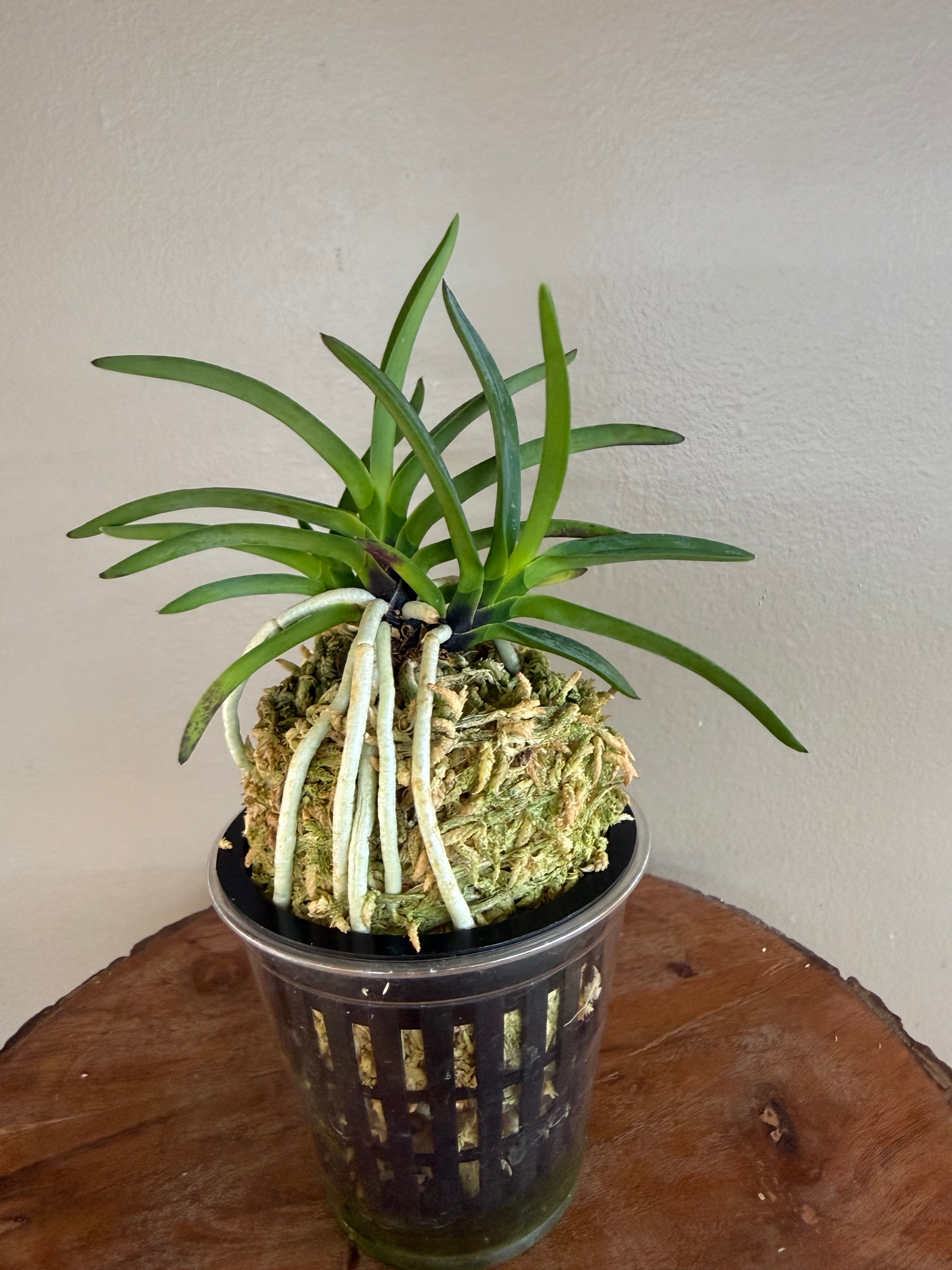 Neofinetia falcata Kogyoku no hana 紅玉の花 – Helen's Orchid House