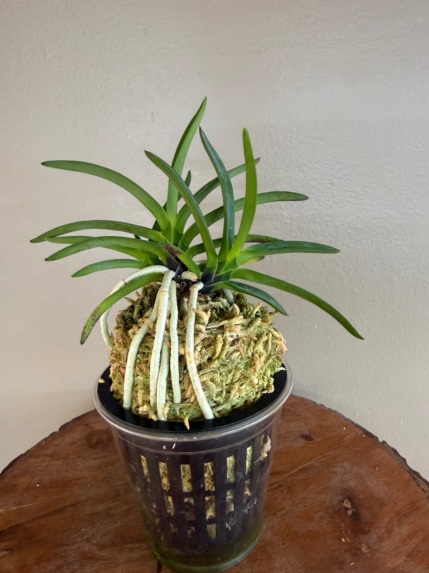Neofinetia falcata Kogyoku no hana 紅玉の花
