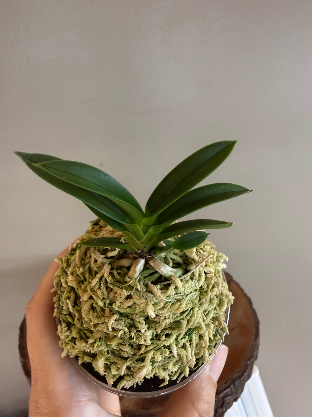 Neofinetia falcata Hong-il 紅日