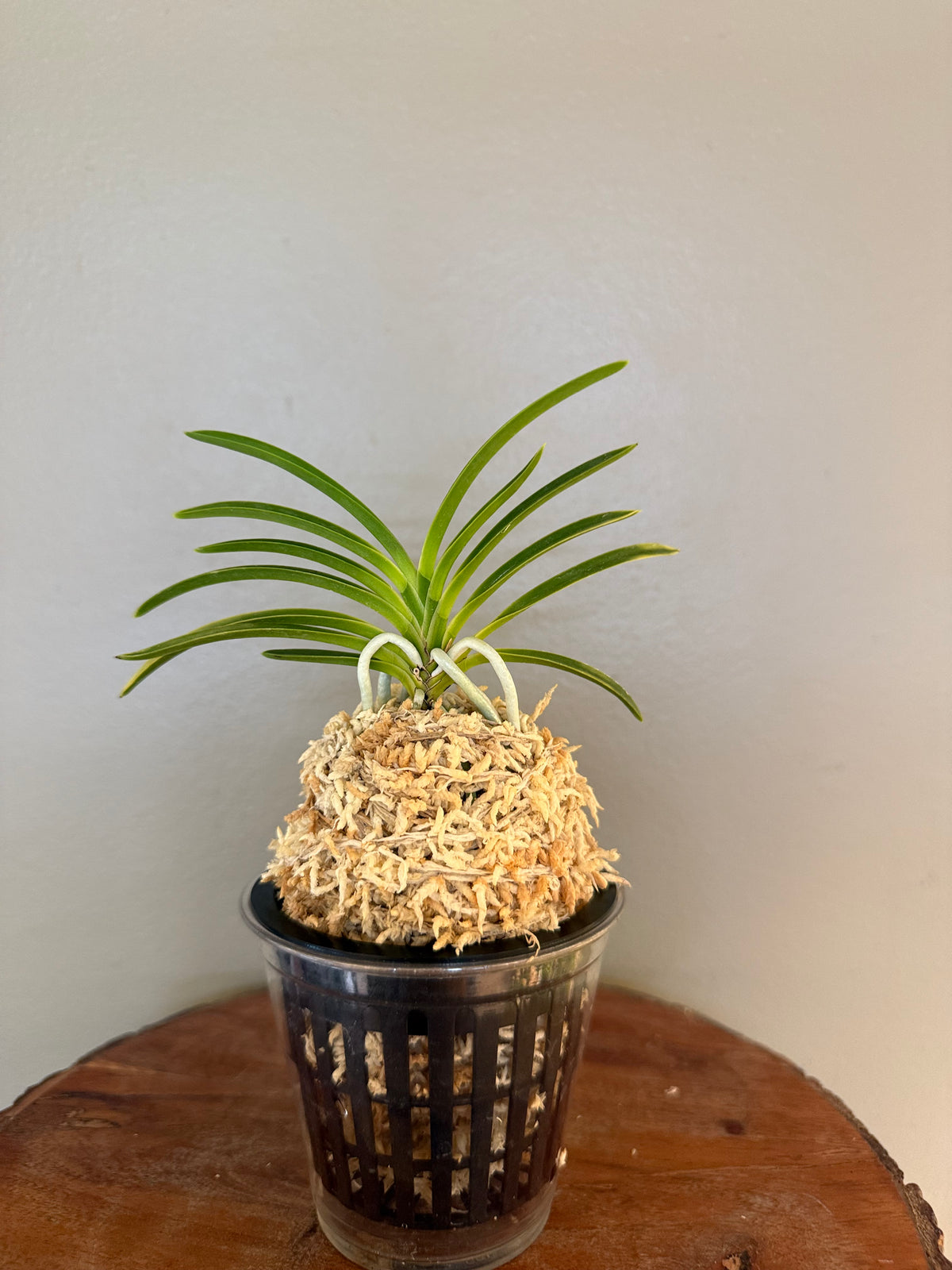 Neofinetia falcata Gongju 公主