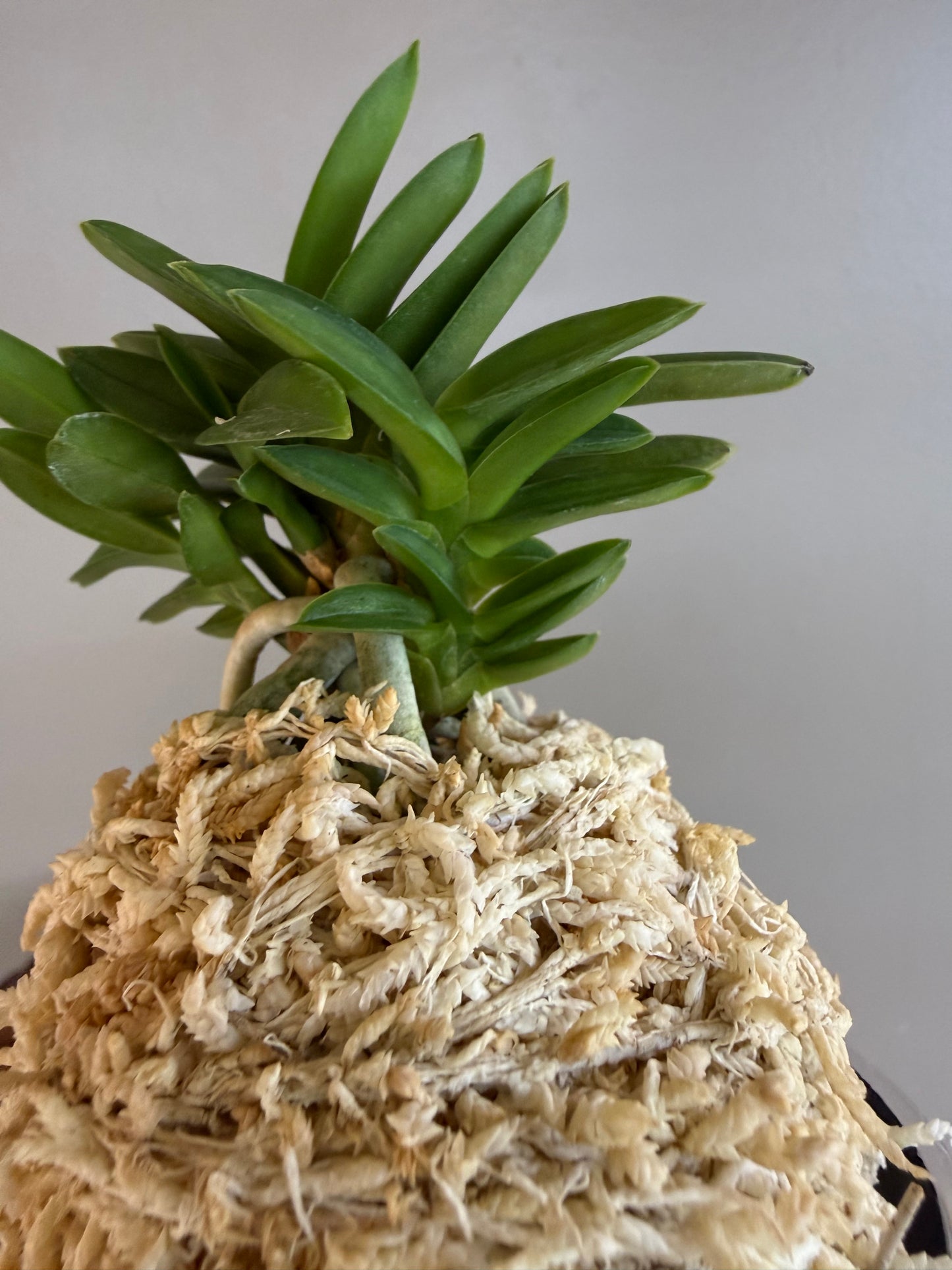 Neofinetia falcata Ryokuho 緑宝