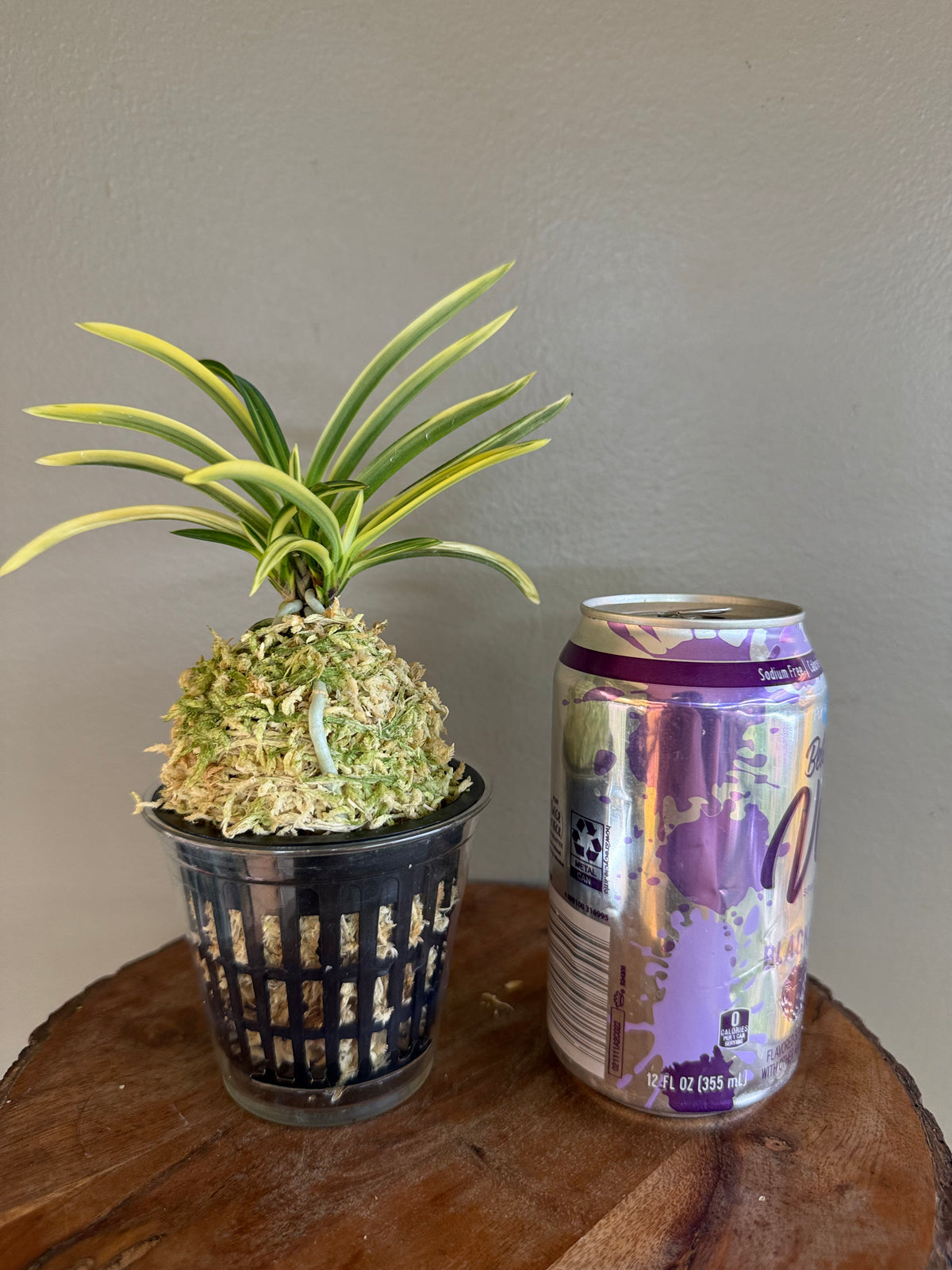 Neofinetia falcata Yuri 琉璃(Amami kanpaku  奄美冠白)