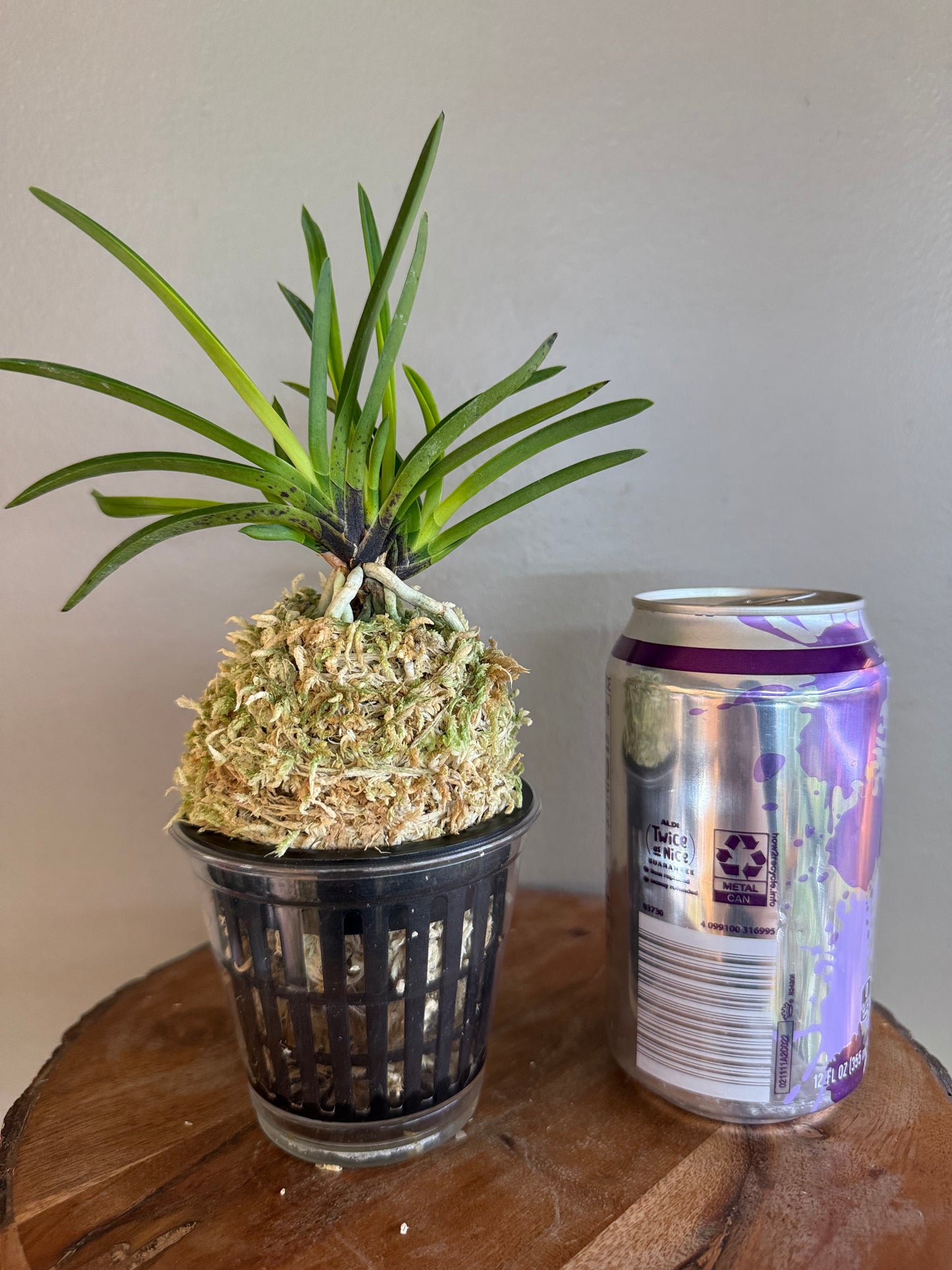 Neofinetia falcata Kinkazan 金華山