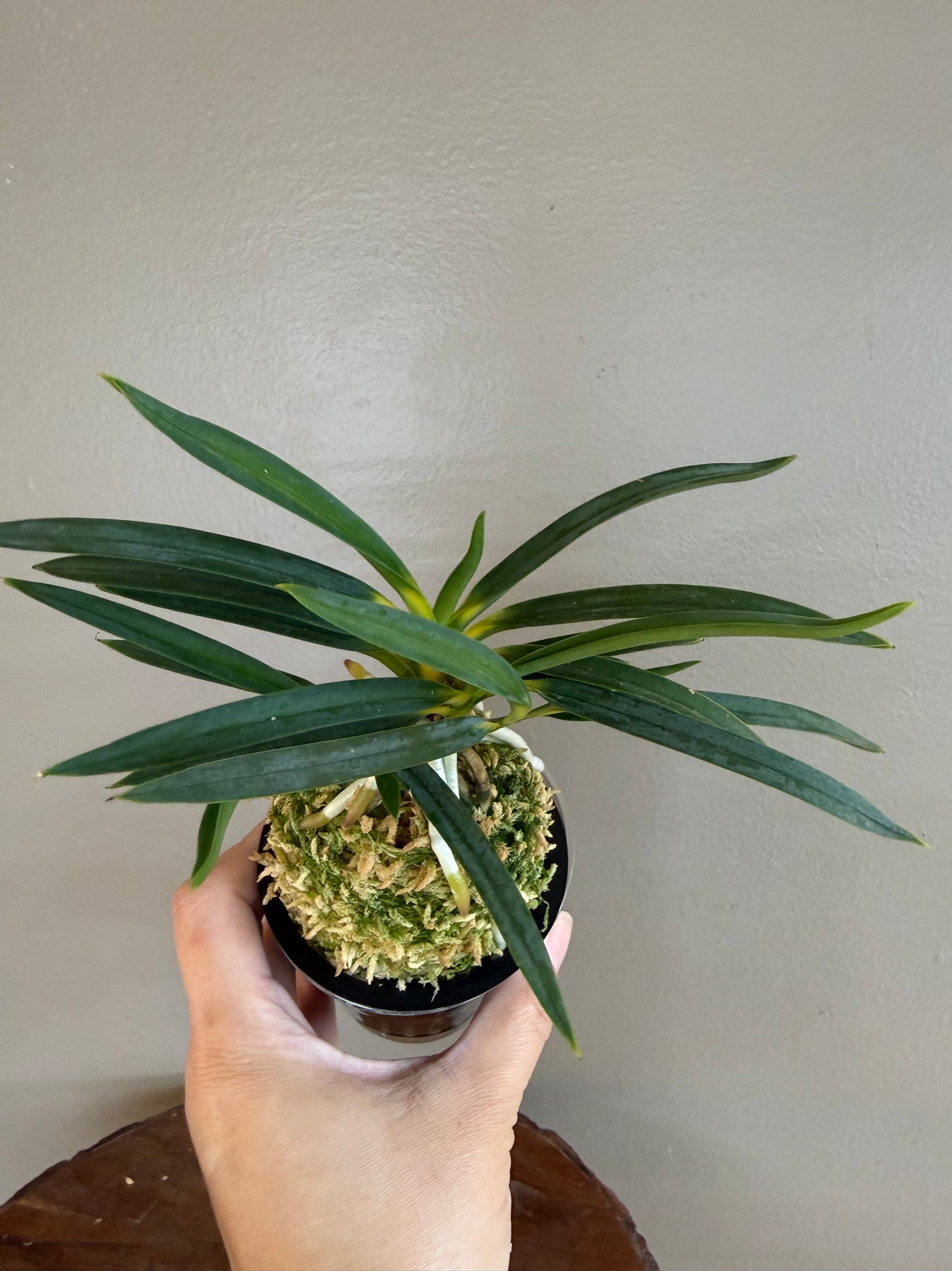Neofinetia falcata Shinkiro 蜃気楼