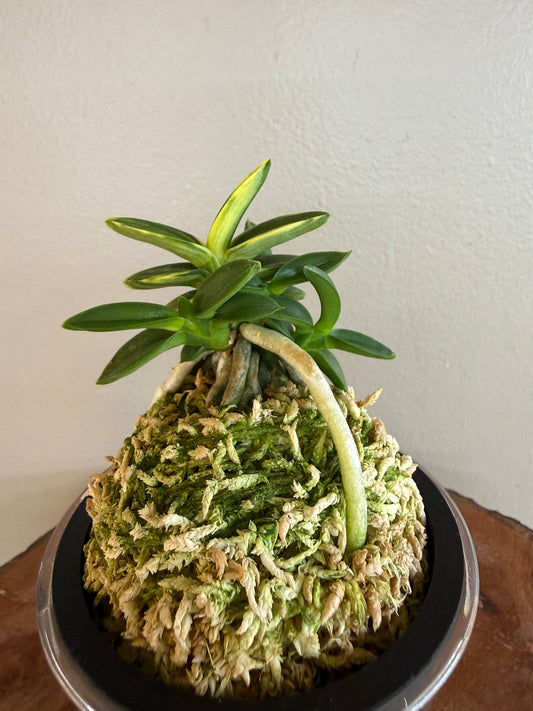 Neofinetia falcata Chwiwolho 翠月湖