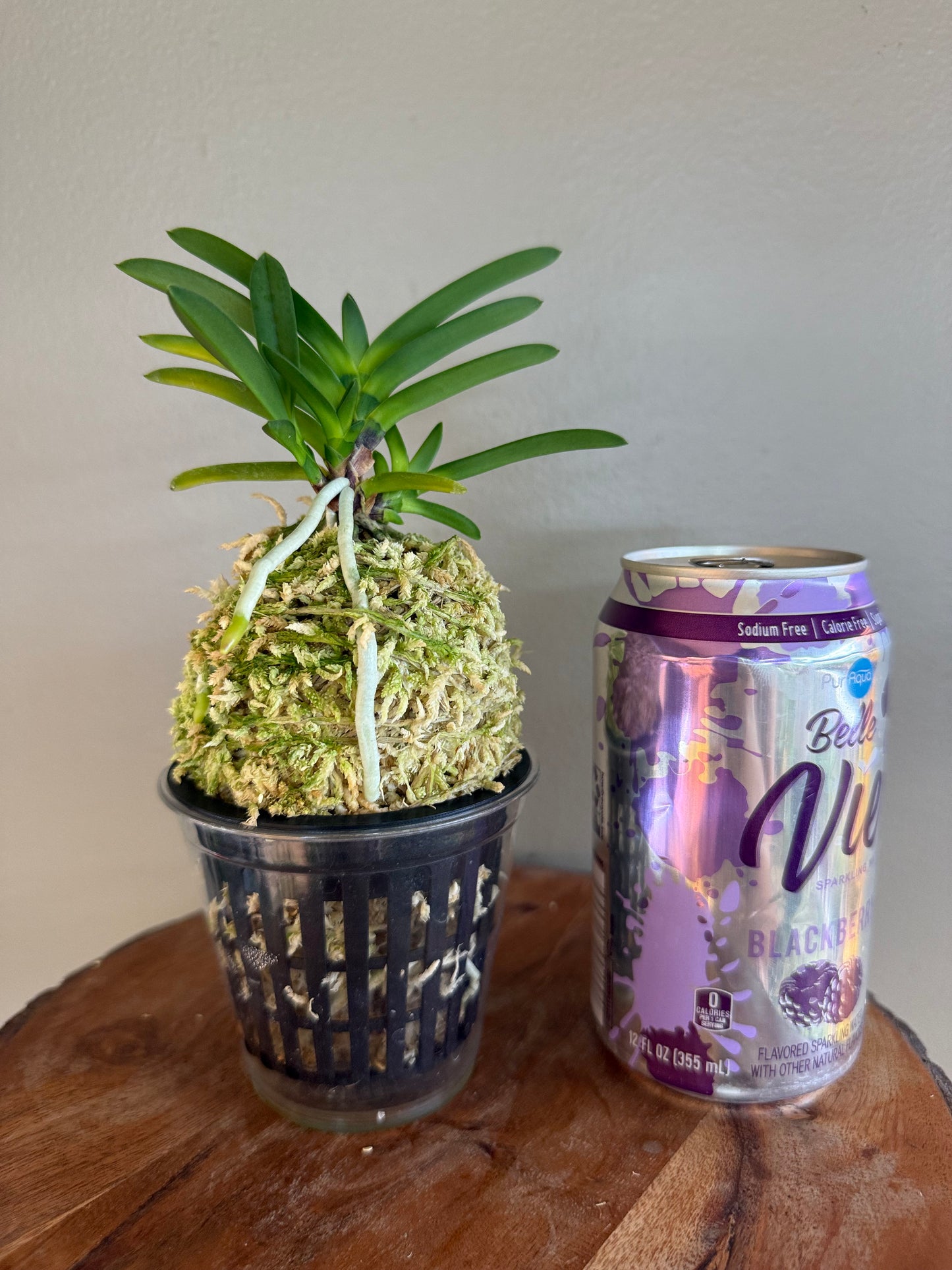Neofinetia falcata Hongseong 紅星