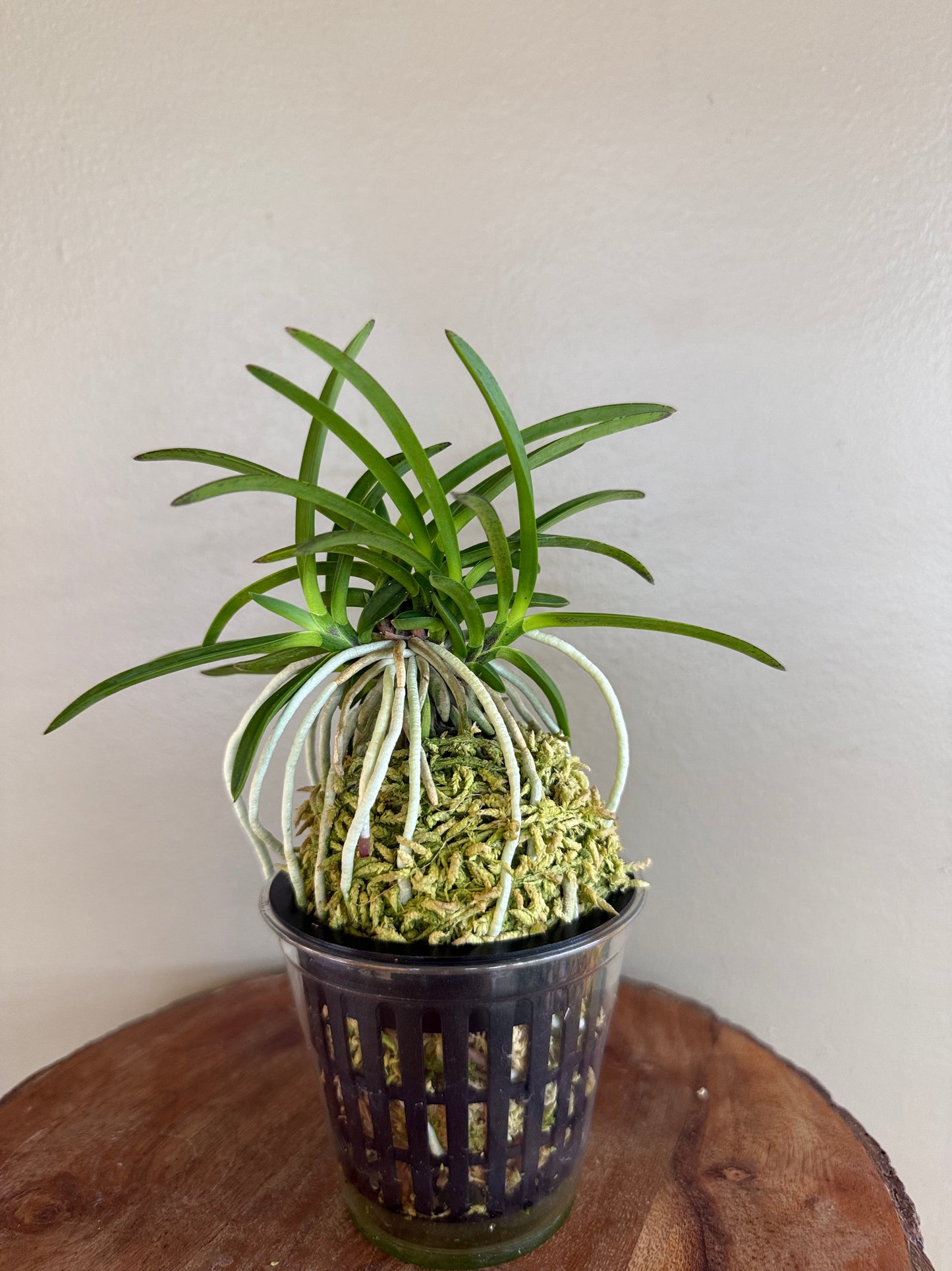 Neofinetia falcata Benitengu 紅天狗