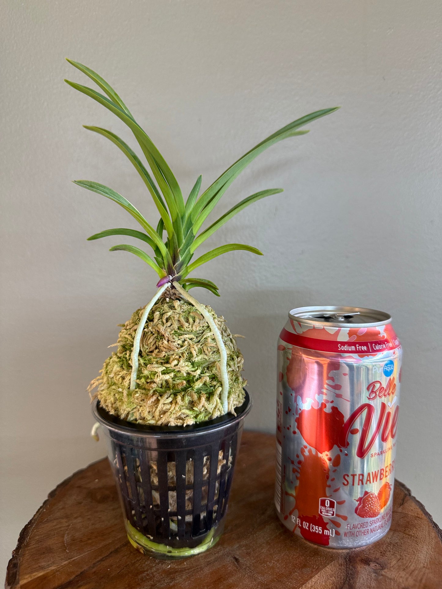 Neofinetia falcata Nishiryonishiki 西凌錦
