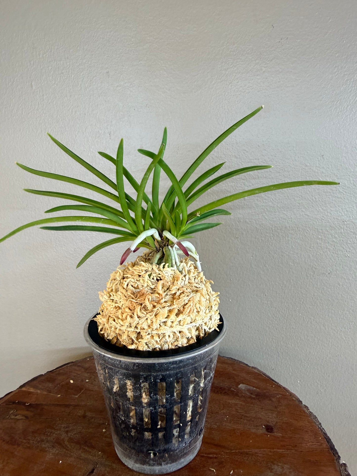 Neofinetia falcata Manjushage 曼珠沙華