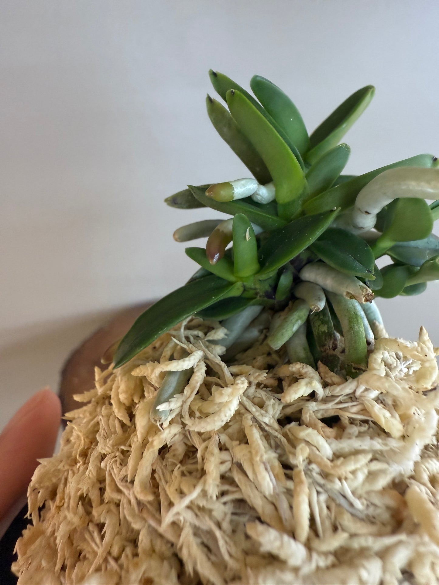 Neofinetia falcata Kuroshinju 黒真珠