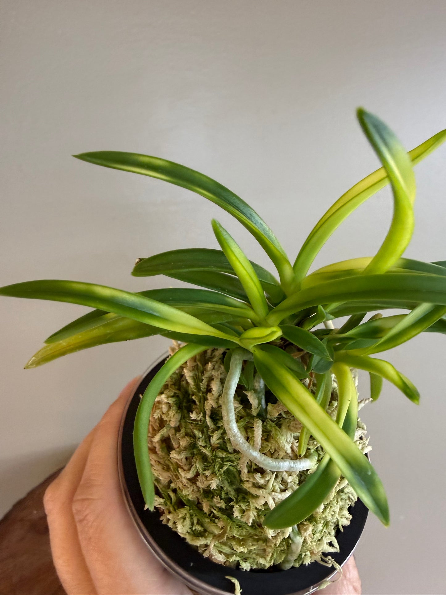 Neofinetia falcata Setsuza 雪山