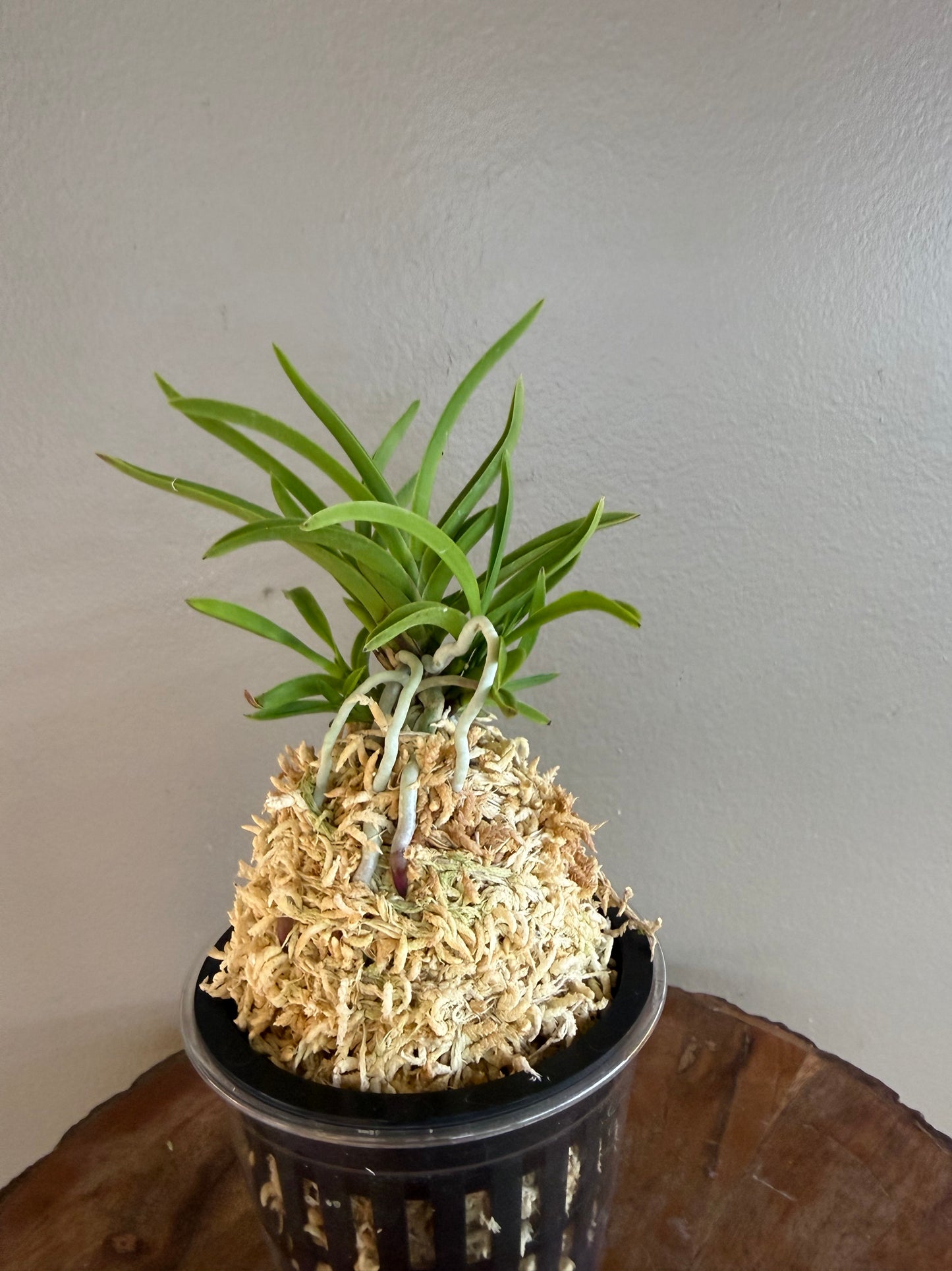 Neofinetia falcata Manjushage 曼珠沙華