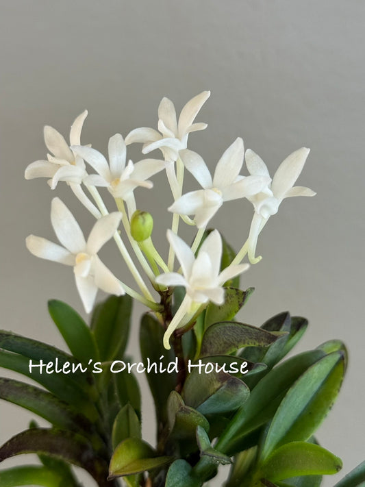 Neofinetia falcata Tamakongo 玉金剛