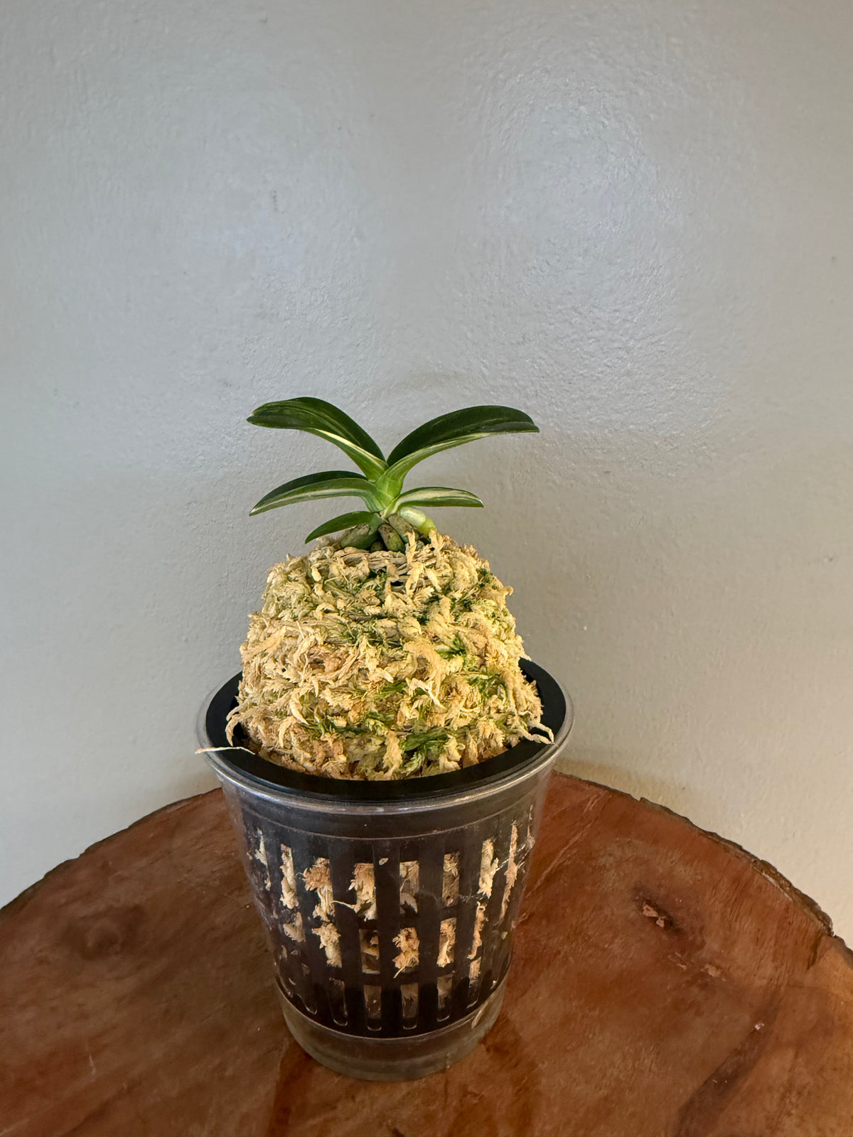 Sedirea japonica Minmaru Shima 明丸錦