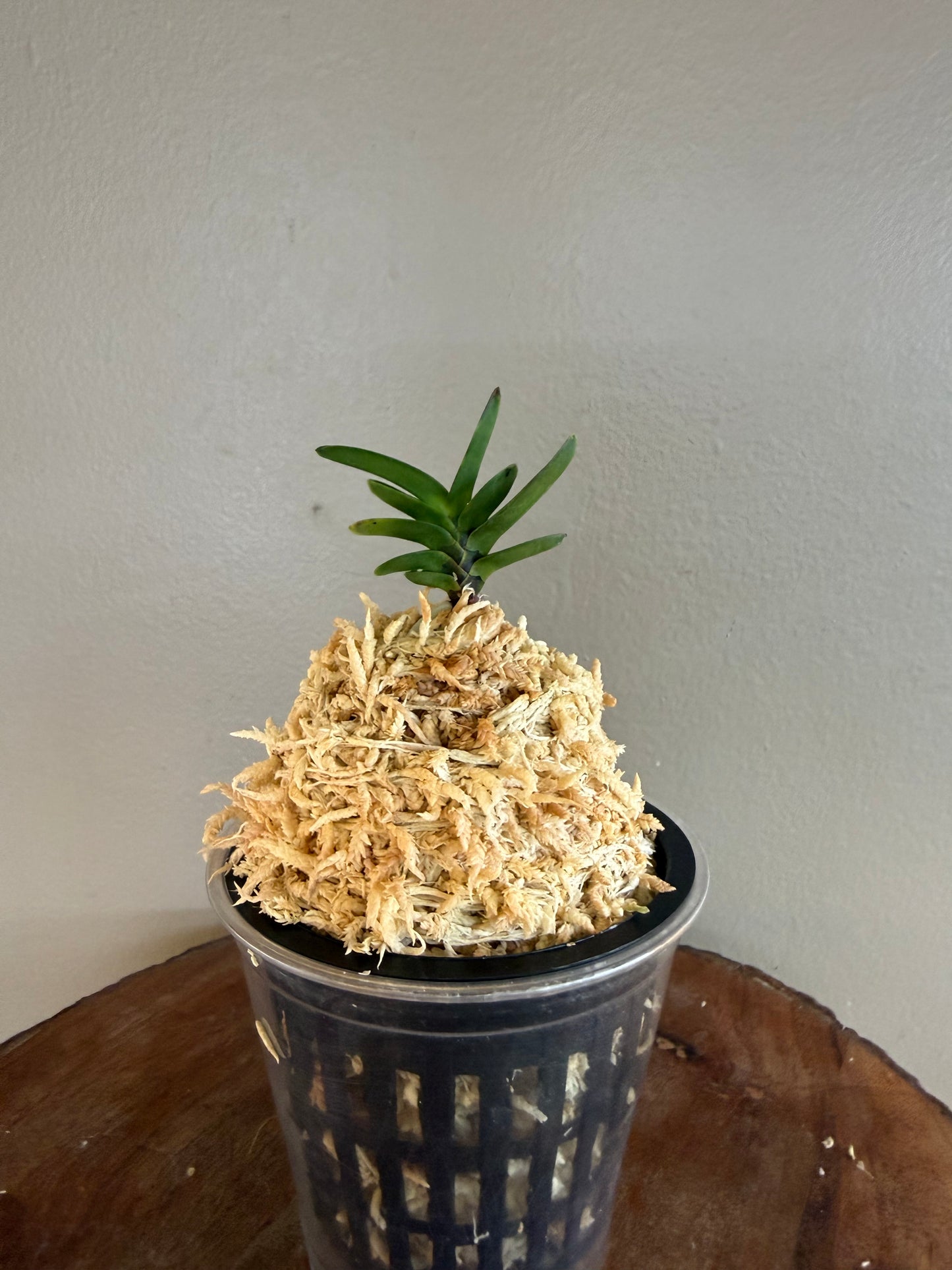 Neofinetia falcata Kobantakara 小判宝