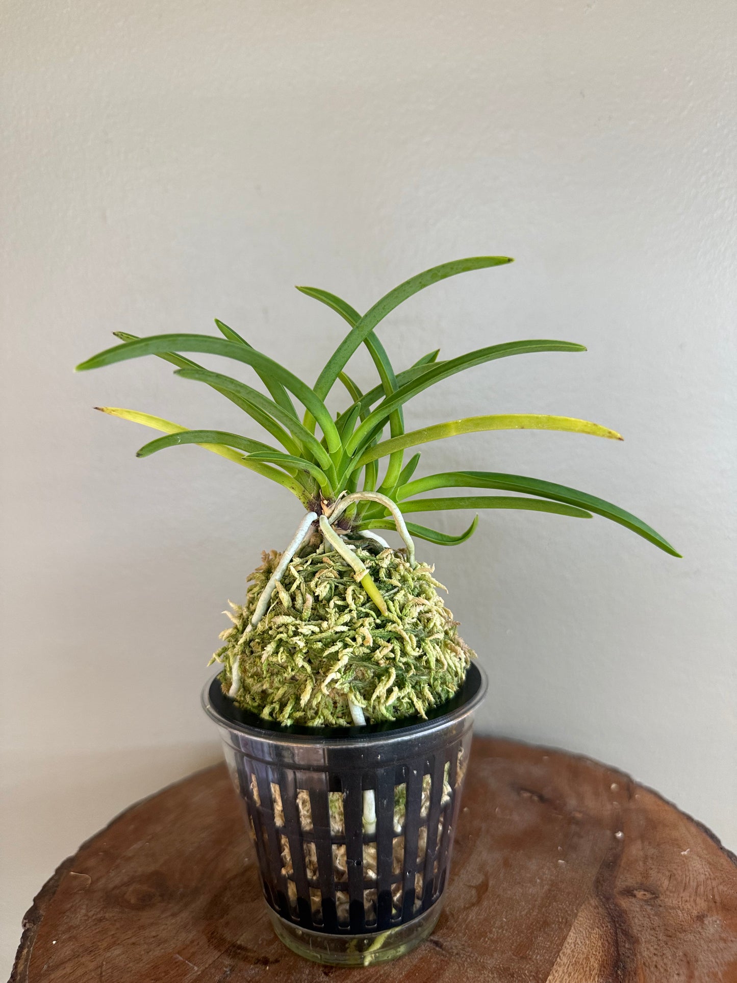 Neofinetia falcata Kyobijin 京美人