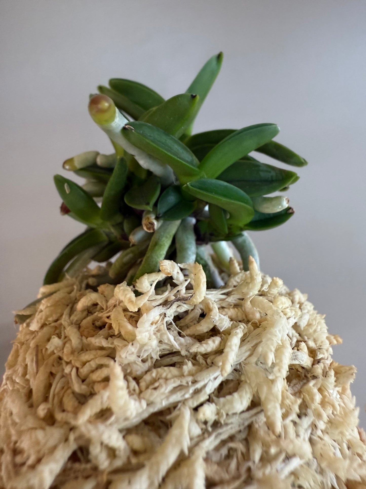 Neofinetia falcata Kuroshinju 黒真珠