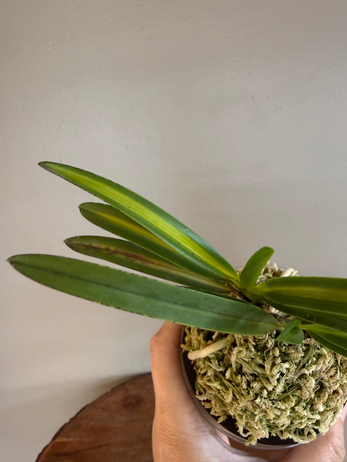 Neofinetia falcata Mikado 帝