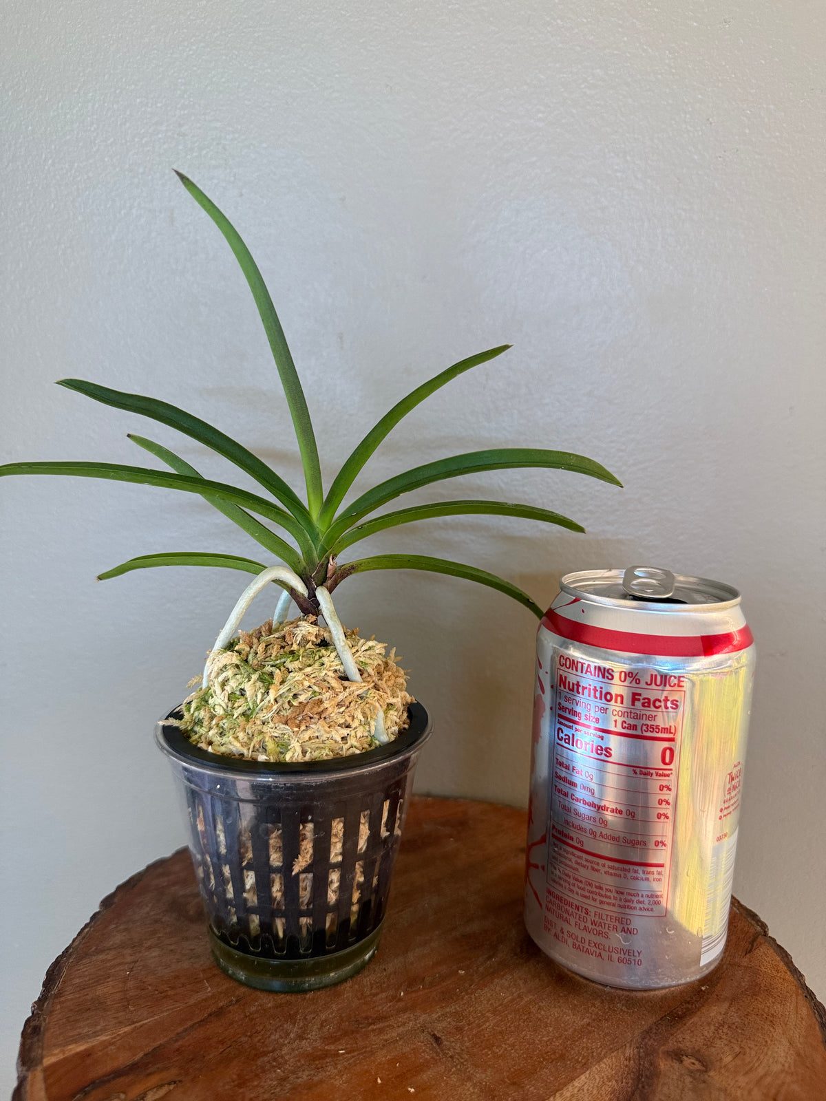 Neofinetia falcata Jahongseon (3spur)紫紅仙