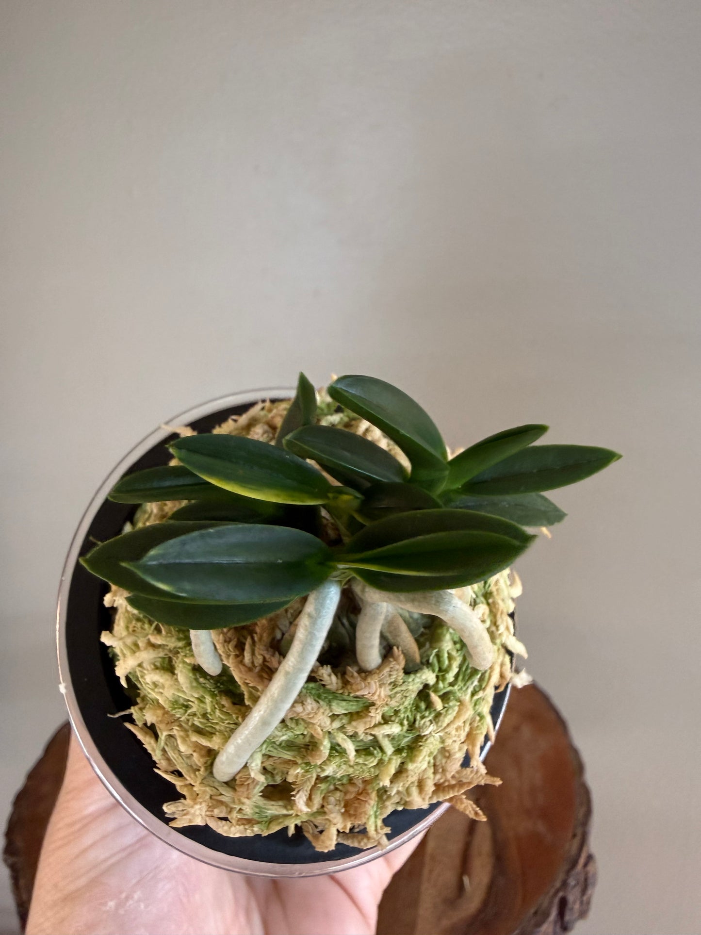 Neofinetia falcata Chwiwol 翠月