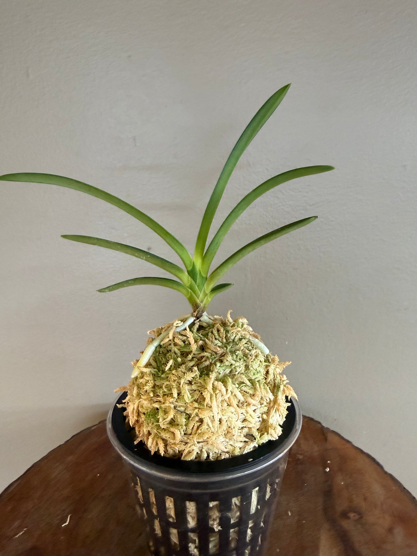 Neofinetia falcata Hakutenko 白天晃
