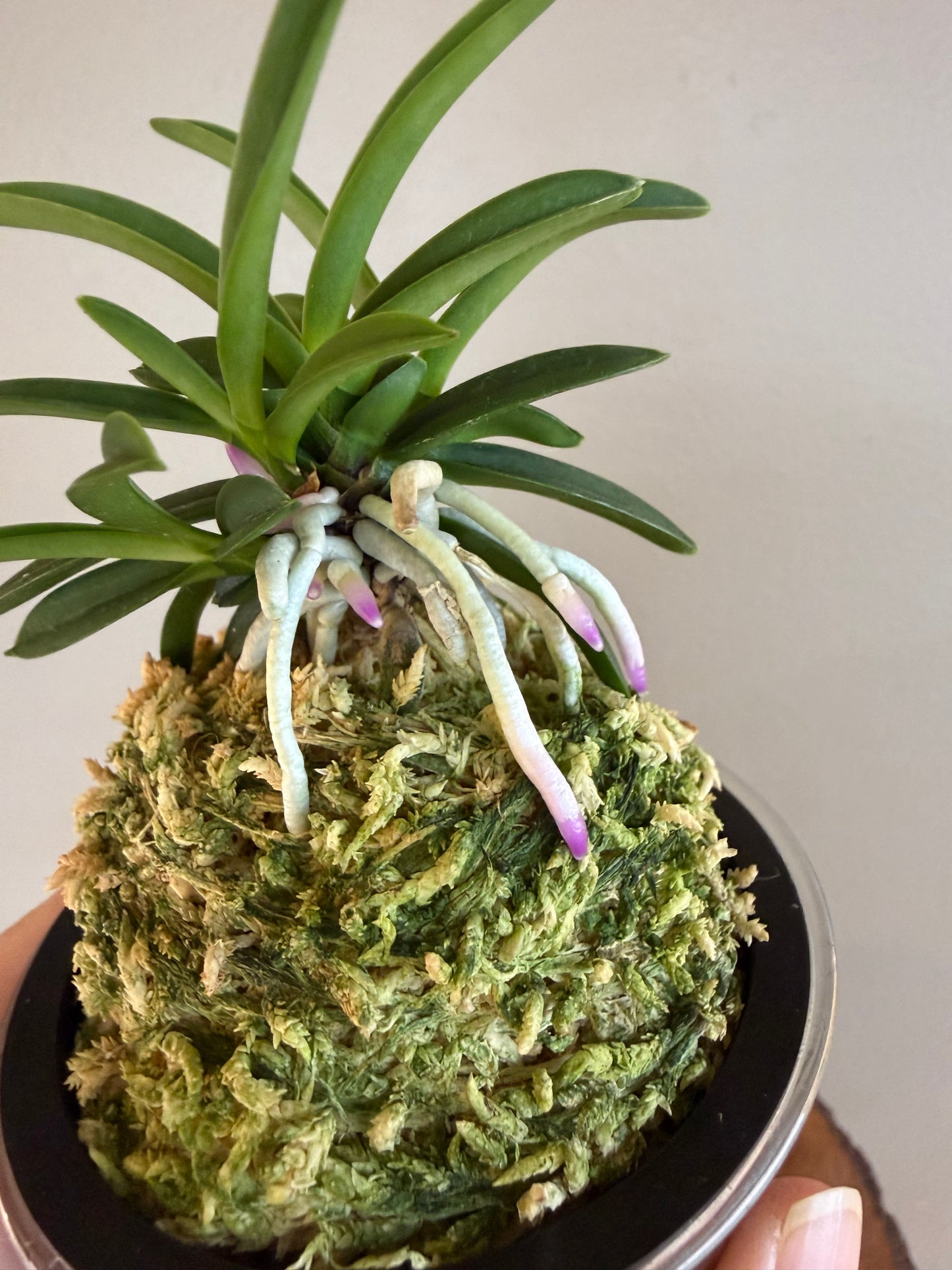 Neofinetia falcata Homeiden 豊明殿