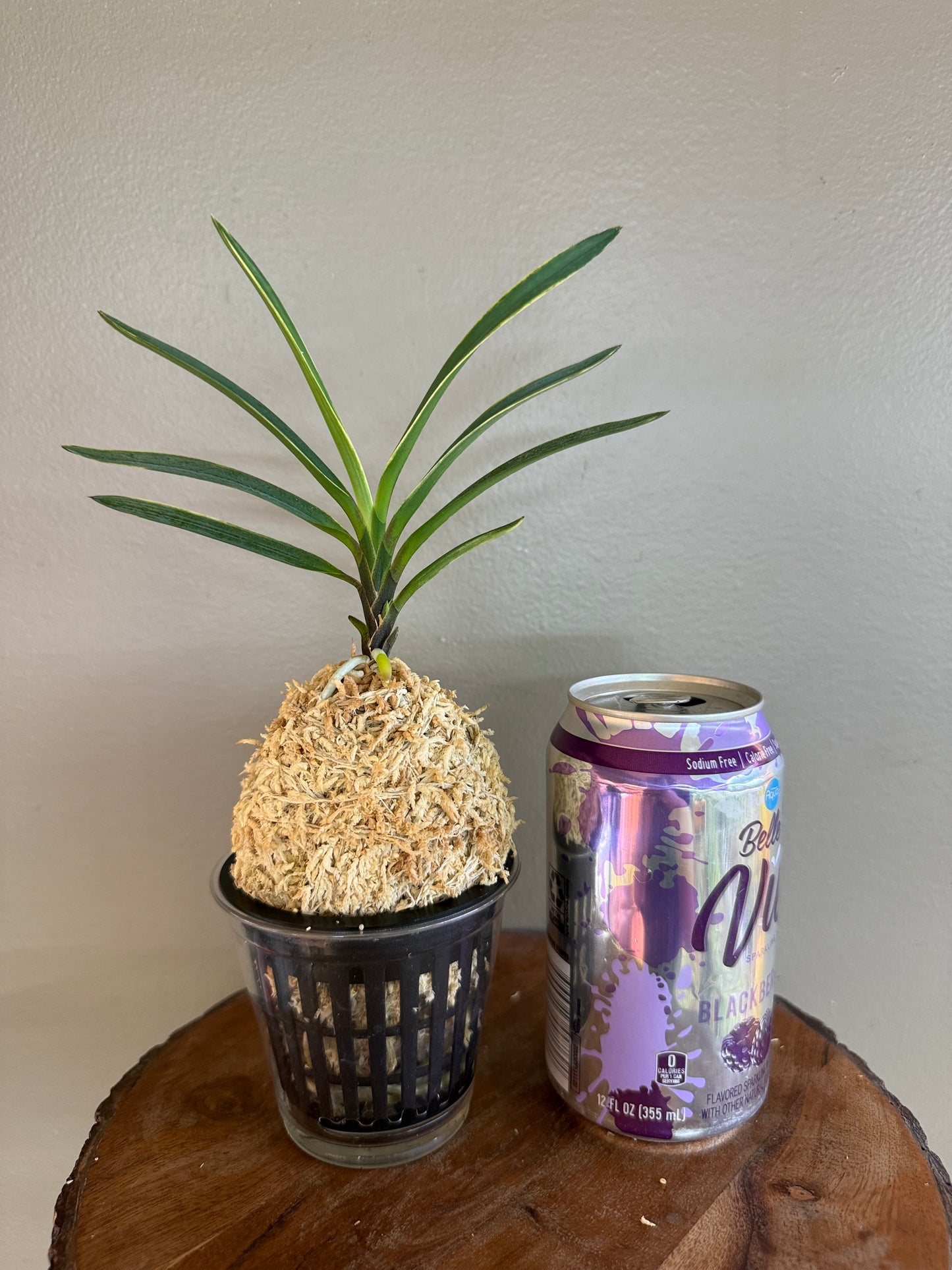 Neofinetia falcata Hokutosei 北斗星