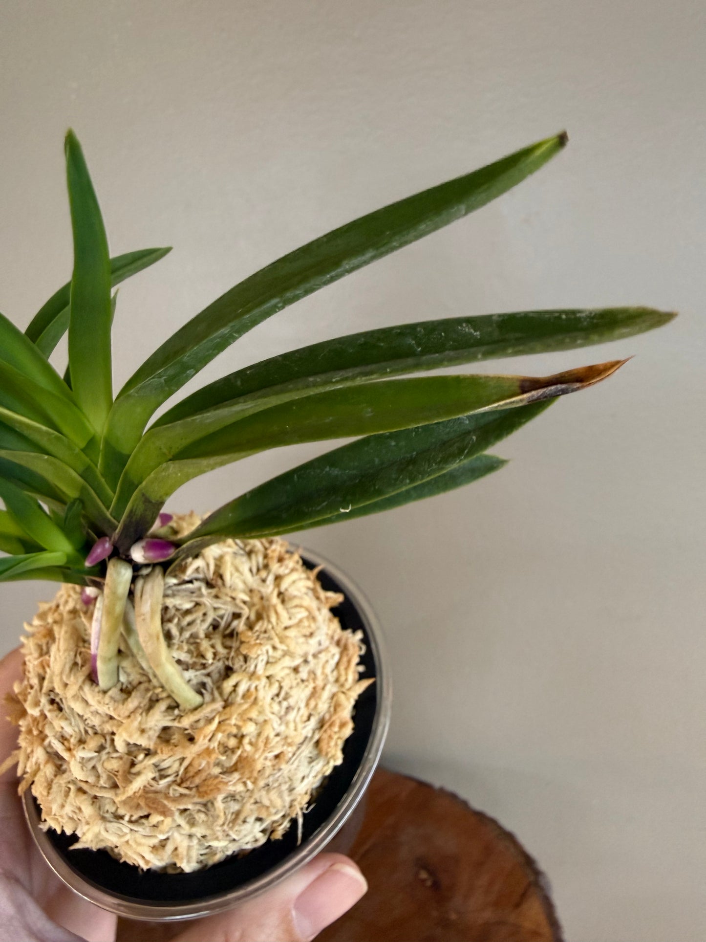 Neofinetia falcata Taiga 大河