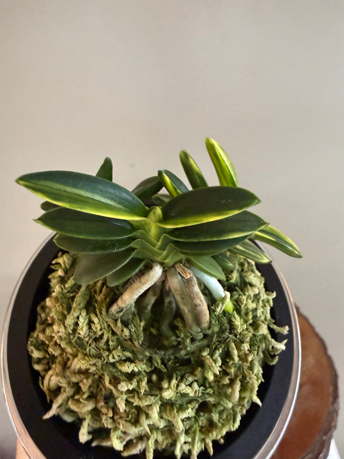 Neofinetia falcata Chwiwolho 翠月湖