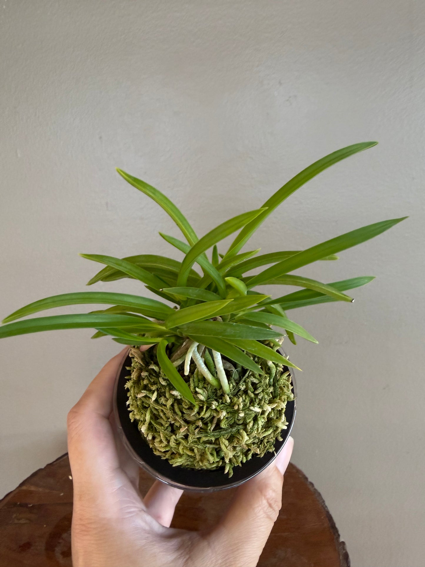 Neofinetia falcata Jomon no Hikari 縄文の光