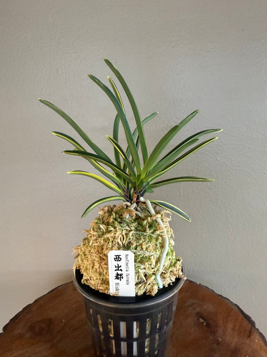 Neofinetia falcata Nishidemiyako 西出都